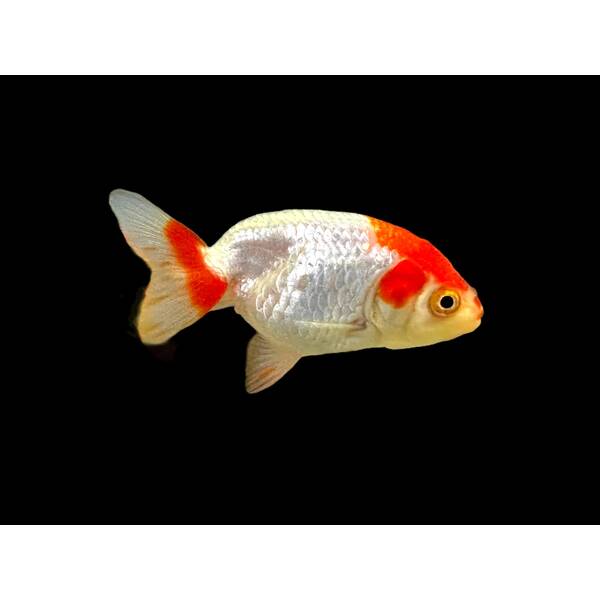 Ranchu Red Cap 6-8cm