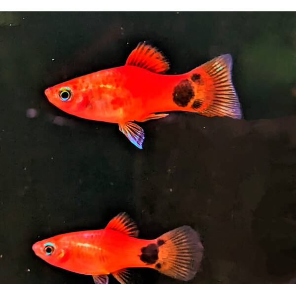 Platy Neon Orange