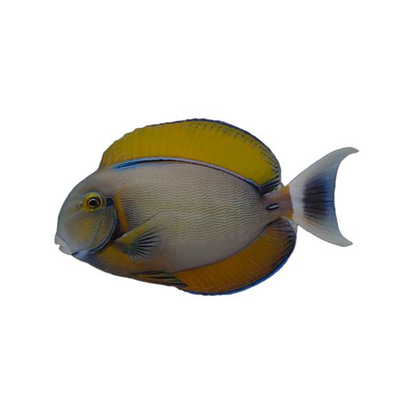 Acanthurus Bariene M