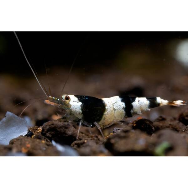 Caridina cf. Cantonensis Crystal Black