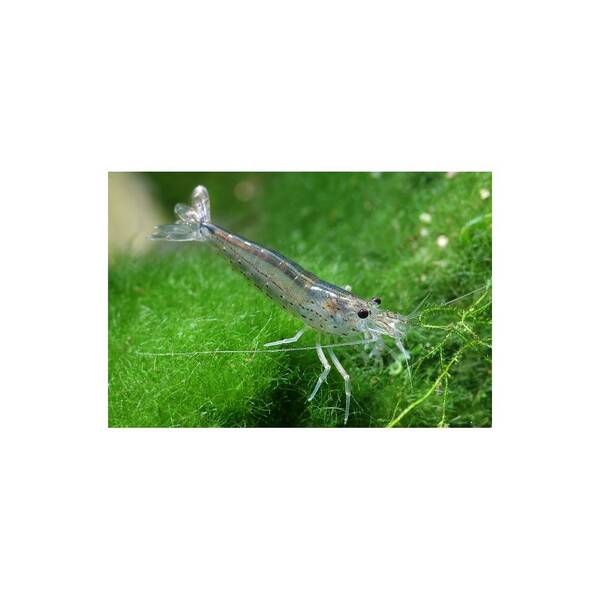 Caridina Japonica XL