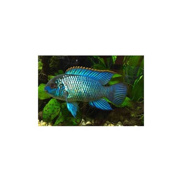 Electric Blue Acara 4-5cm