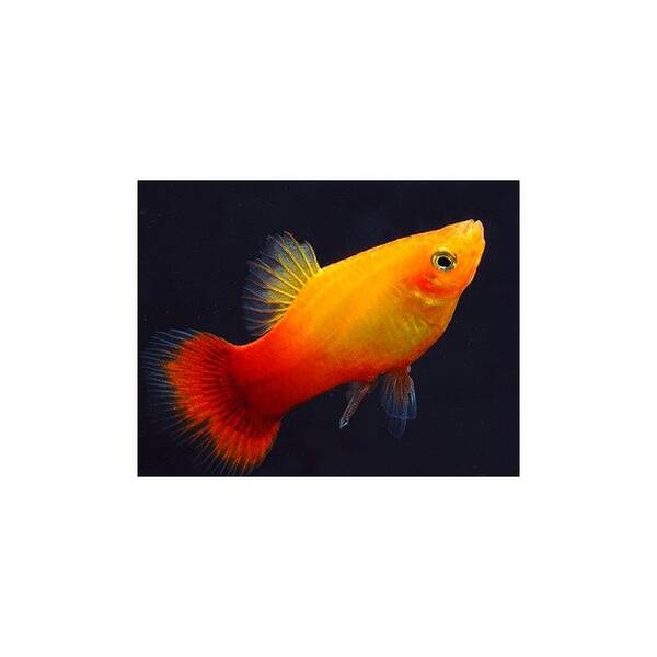 Platy Neon Marigold