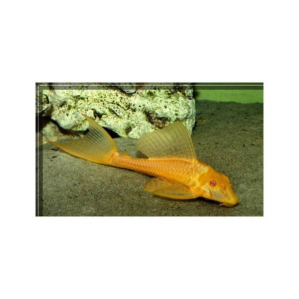 Plecostomus Gibbiceps Albino M