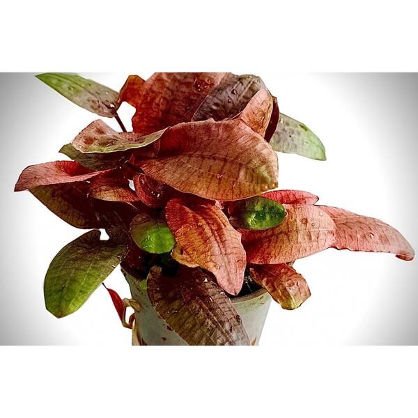 Stoffels Cryptocoryne wendtii 'Fancy Pink'