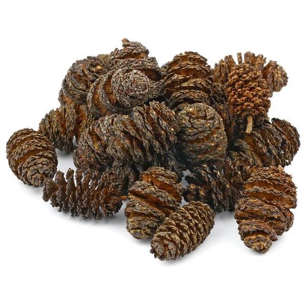 Hobby Alder Cones 50pcs