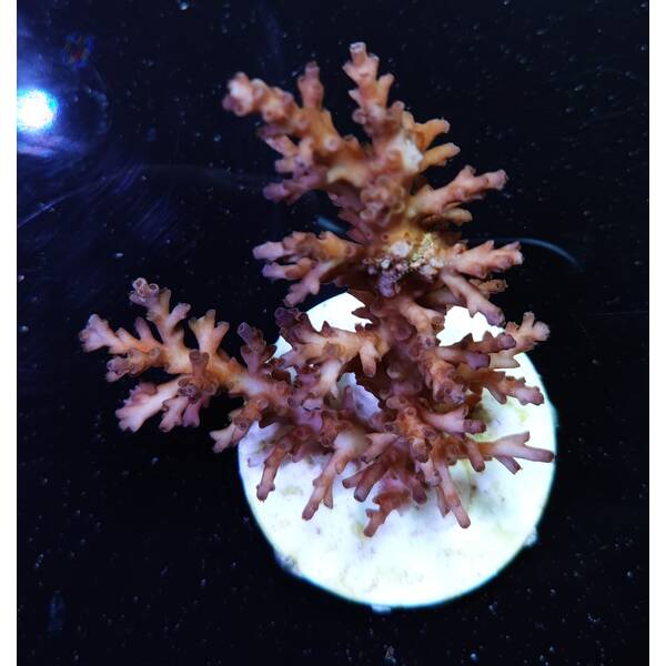 Acropora spp (Frag)