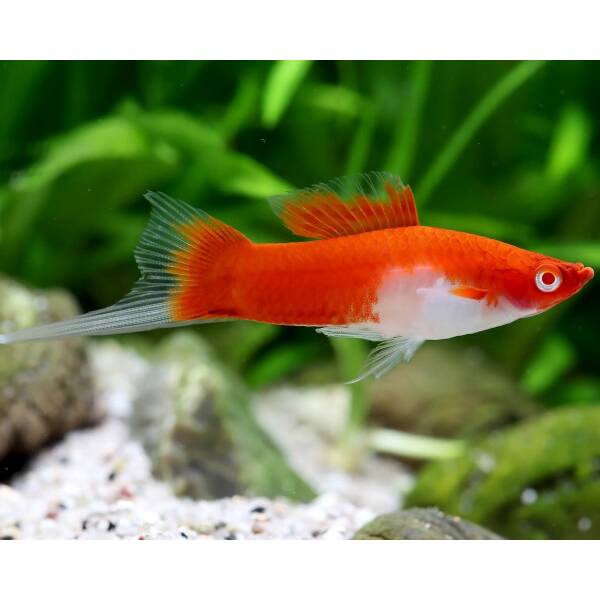 Xiphophorus Helleri Red White Swordtail Kohaku