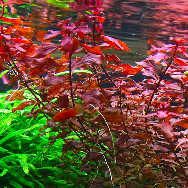 Stoffels Ludwigia palustris 'Super Red'